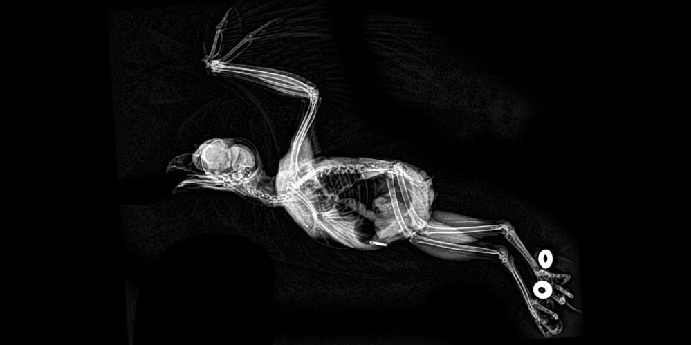 ABD'de hayvanat bahçesindeki hayvanların X-Ray görüntüleri 1