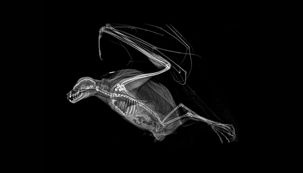 ABD'de hayvanat bahçesindeki hayvanların X-Ray görüntüleri 10