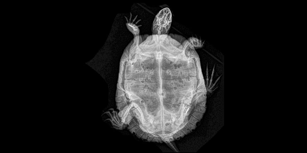 ABD'de hayvanat bahçesindeki hayvanların X-Ray görüntüleri 5