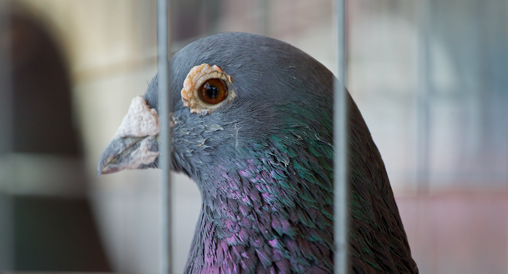 Başbakanı 'tehdit eden' güvercin tutuklandı