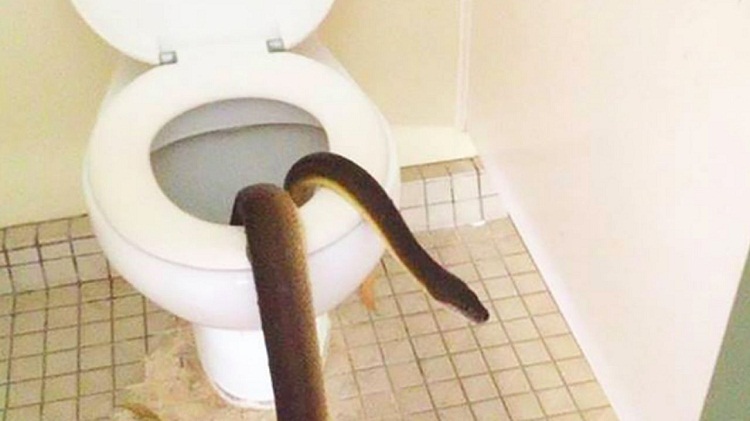 Evin tuvaletinden 2 metrelik yılan çıktı
