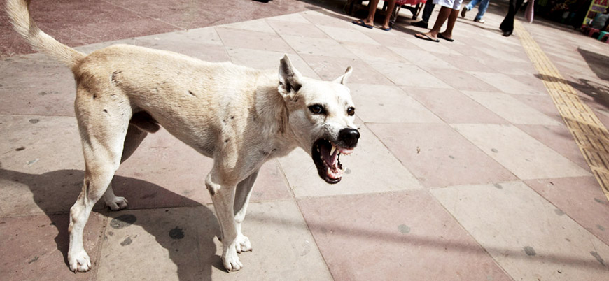 Kuduz sokak köpeği 31 kişiyi hastanelik etti