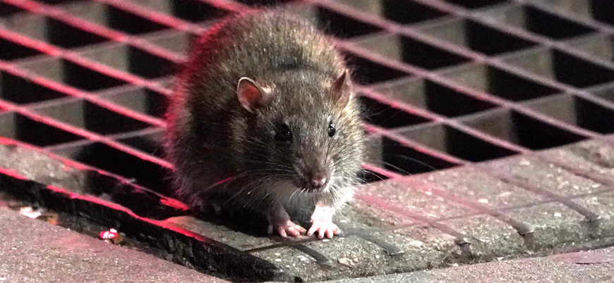Koronavirüsten sonra ABD'de şimdi de aç kalan farelerin istilası başladı