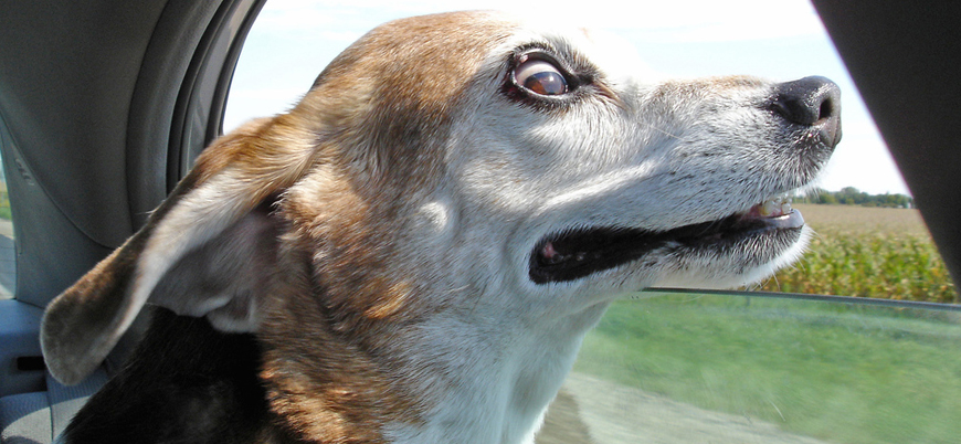 Köpekler araba camından kafalarını çıkarmayı neden sever?