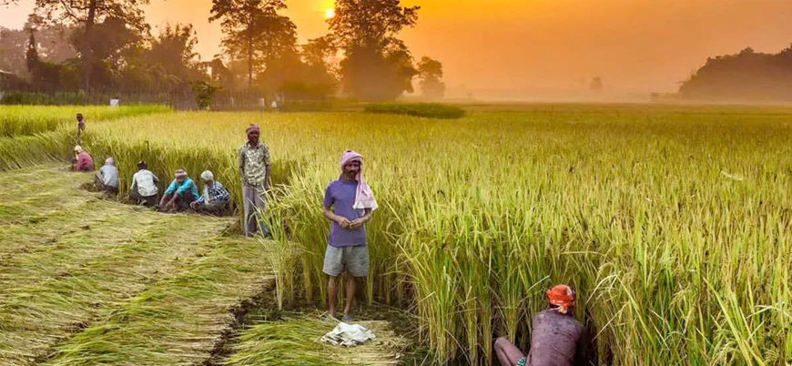 Verimlilik ve popülizm arasında: Hindistan'da tarım politikası çıkmazı