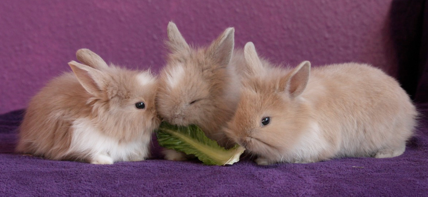 Gerekçe koronavirüs: Hong Kong'ta 2 bin hamster ve tavşan öldürülecek