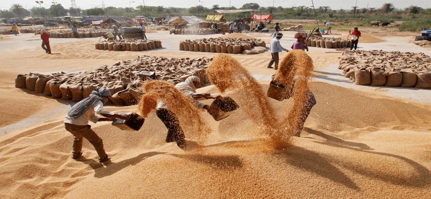 Mısır Hindistan'dan buğday ithal edecek