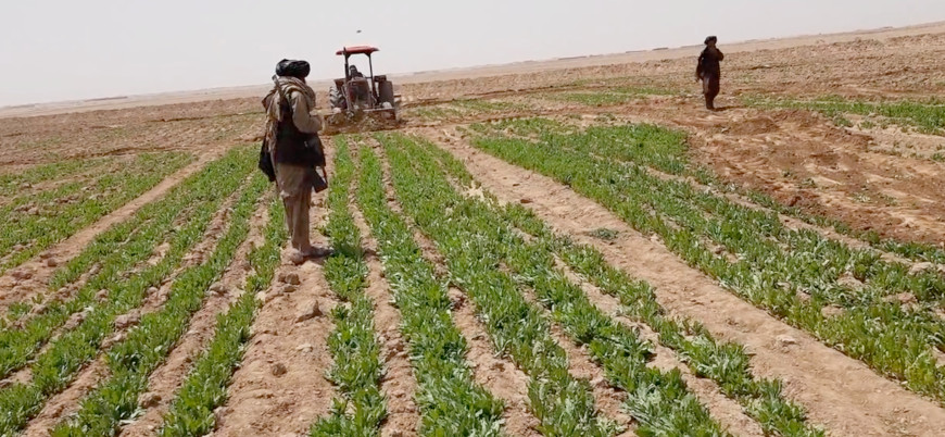 Afganistan'da Taliban uyuşturucu tarlalarını imha etmeye başladı