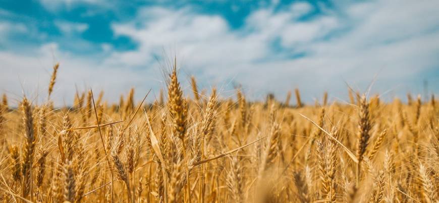 Rusya'nın tahıl anlaşmasından çekilmesi buğday fiyatlarını artırdı