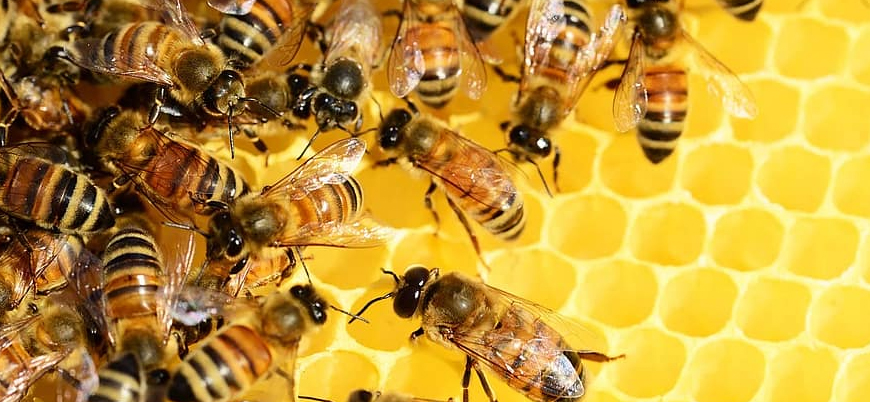 Dünyada ilk: Bal arılarına aşı yapılacak