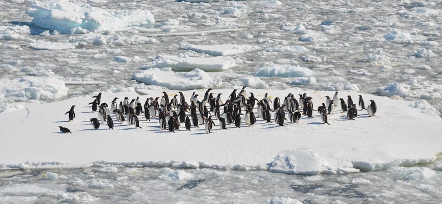 Antarktika'daki buzullar rekor düzeyde eridi
