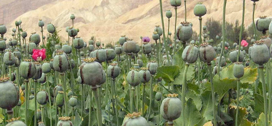 "Afganistan'da insanlık tarihinin en başarılı uyuşturucuyla mücadelesi yürütülüyor"