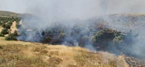 Yahudiler Filistinlilerin zeytin ağaçlarını yakmayı sürdürüyor