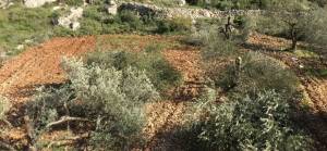 Yahudi yerleşimciler Filistinlilere ait onlarca zeytin ağacını yerinden söktü