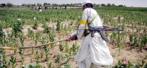 Taliban yönetiminden uyuşturucuyla mücadele hamlesi