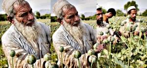 Rapor | Afganistan'da uyuşturucu problemi ve alternatif kalkınma stratejisi