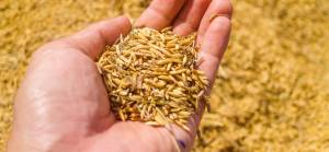 Ukrayna tahıl sevkiyatı için Romanya'ya yöneliyor