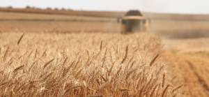 Ukrayna tahılı neden bu kadar önemli?