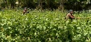 Afganistan'da uyuşturucu tarlalarının imhasına devam ediliyor