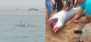 Mısır'da Rus vatandaşını öldüren köpek balığı linç edildi