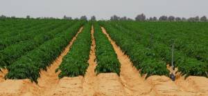 Çiftliklerde çalıştıracak işçi bulamayan İsrail'in yardımına Malavi yetişti