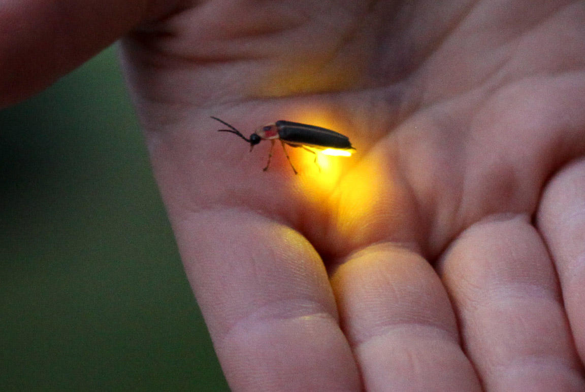 firefly-glow.jpg
