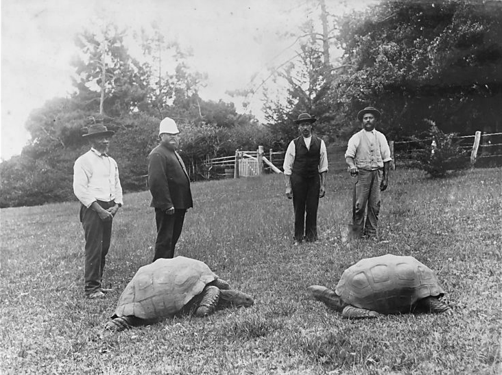 johnathan-and-another-tortoise-st-helena-001.png